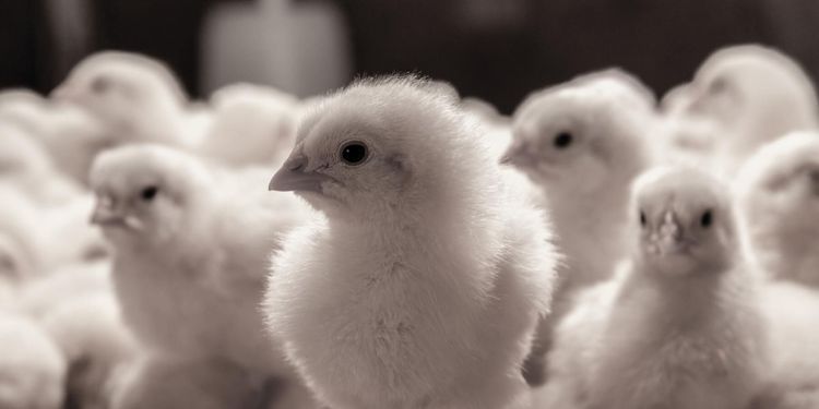 Kycklingleverantör polisanmäld – gör motanmälan