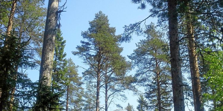 SCA: Mer korrekt värdering i allas intresse