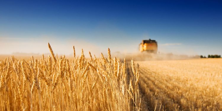 Spannmålsskörden kan slå rekord i år