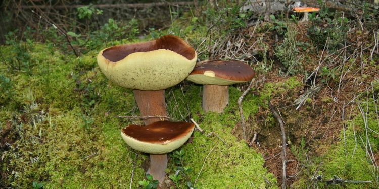 Sparade träd klarar svampen