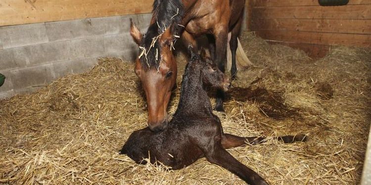 Krav på tester för dödlig fölsjukdom