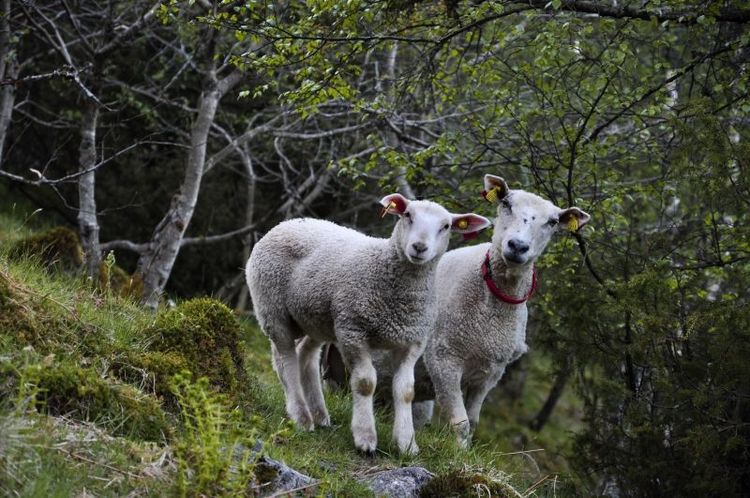 600 får är döda eller saknas efter vargangrepp i norska Rendalen.
