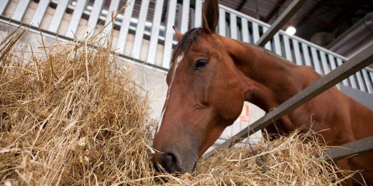 Vill veta mer om torkans effekter