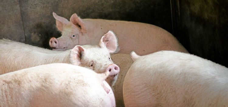 Grisarna dominerar i Belgien