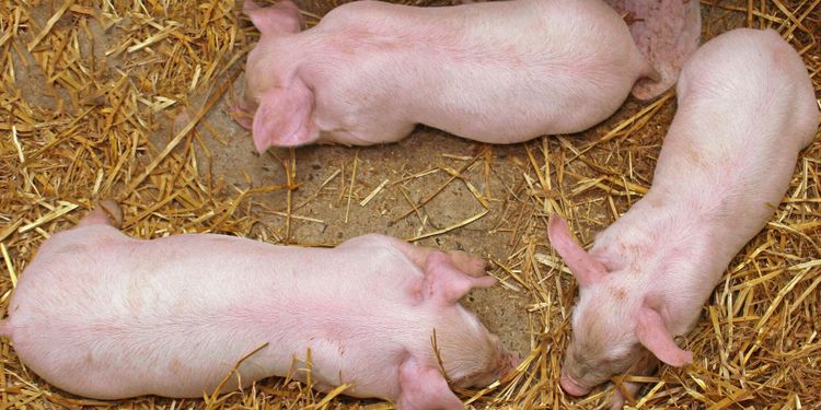 Grisbönder värst drabbade efter torkan