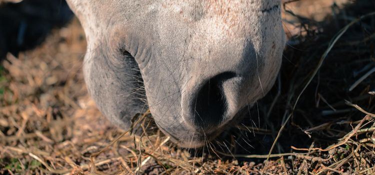 Oklart om otjänligt hästkött nått Sverige