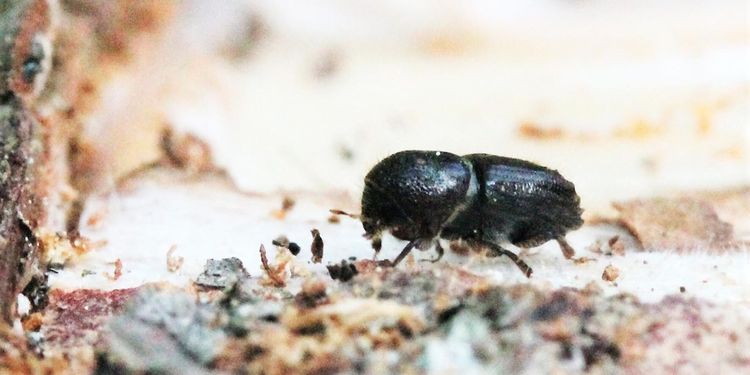 Huvudsvärmningen i gång för granbarkborren