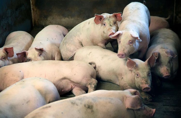 Svinpest upptäckt på japansk gård