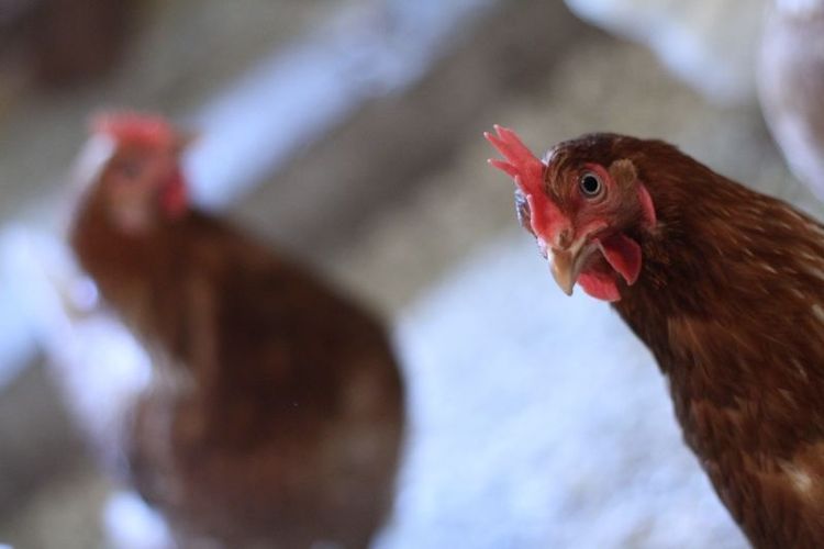 Skyddsområde tas bort