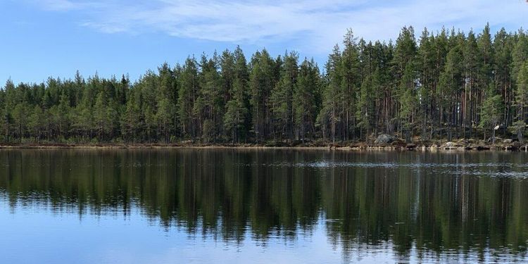 Ånge skog sålt för 72,5 miljoner