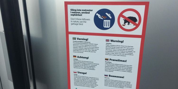 Skyltar ska varna för afrikansk svinpest