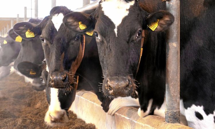 Arla: ”Vi är inte ett hot mot medlemmarna”