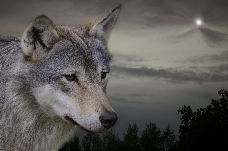 Varg dödade minst fem får