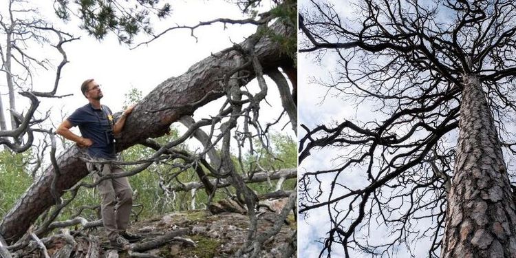 ATL TV: 20 år efter branden – nu dominerar löv och tall