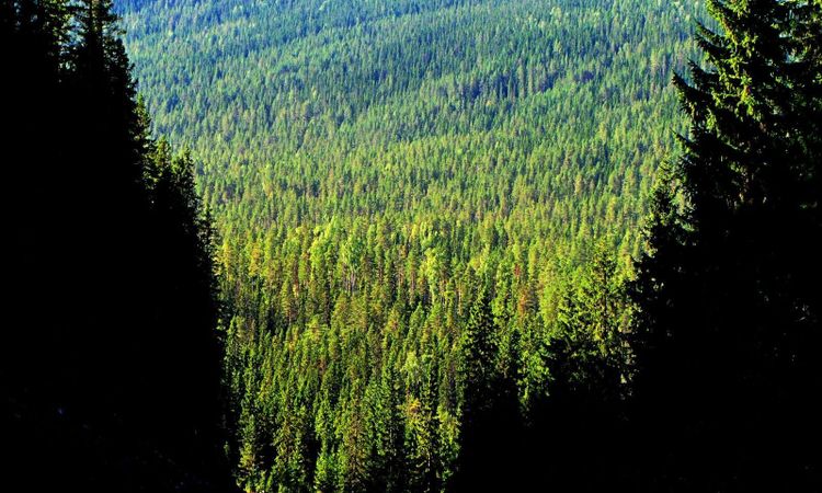 Granen kan växa dubbelt så fort med gödsling