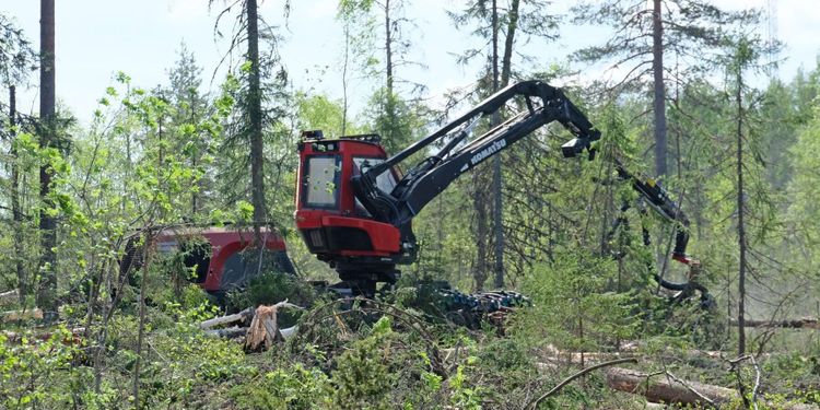 Grönt ljus för publicering av avverkningsanmälan
