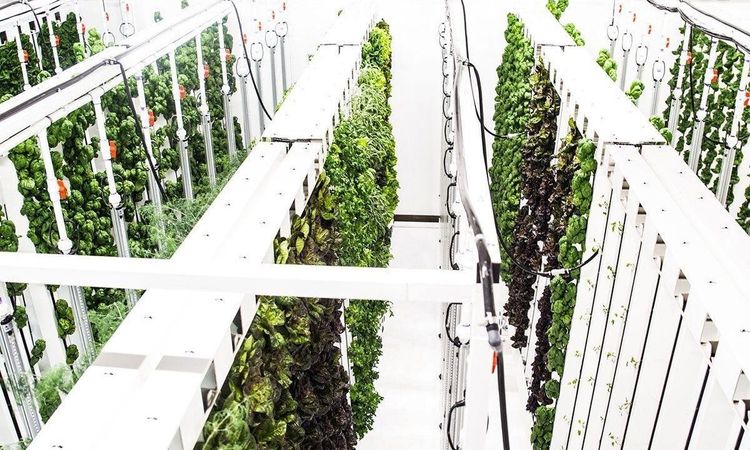 Satsning på underjordiska växthus i konkurs