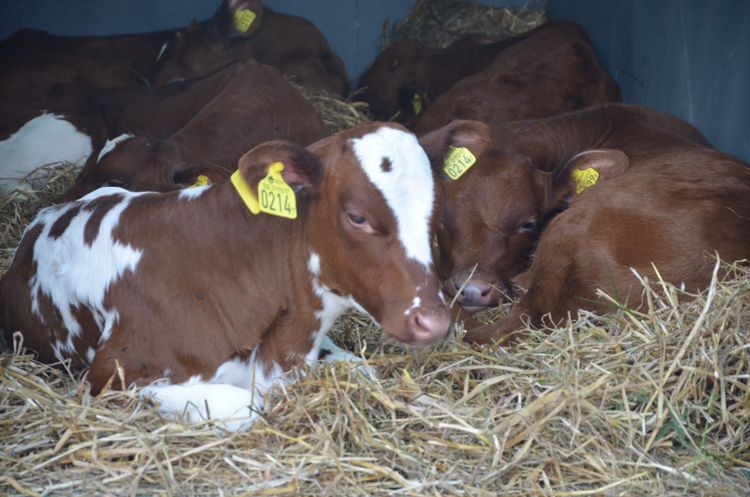 Risken för att nya djur smittas av bovint coronavirus är låg tre veckor efter en infektion.