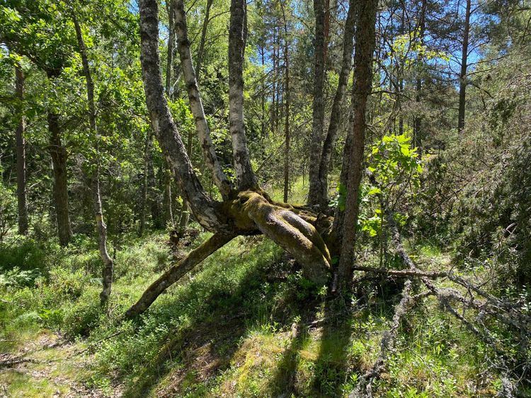 En björk med rötterna i luften.