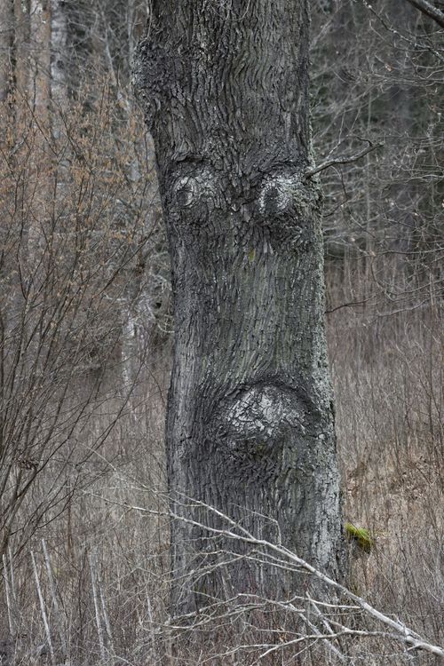 Trädstam med tre stora knölar.