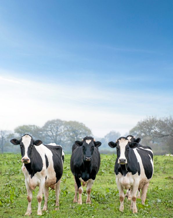 Låglandsrasen hotad – trots sitt värde