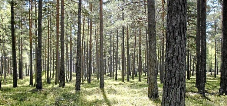 Här sjunker skogspriserna