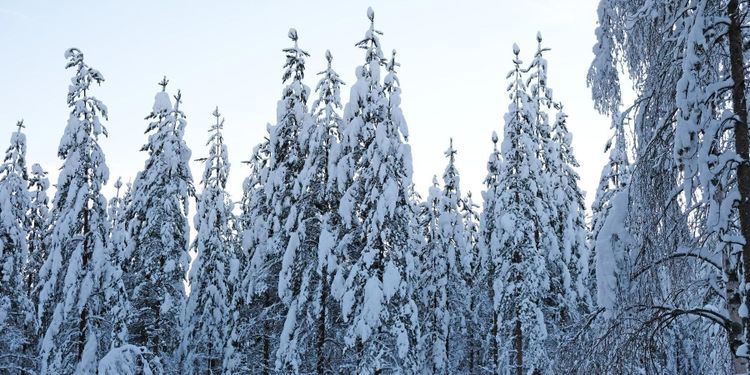 Sjunkande priser i fjällnära skog