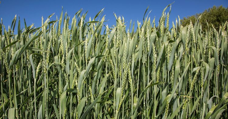 Yara och Lantmännen vill erbjuda fossilfri spannmål