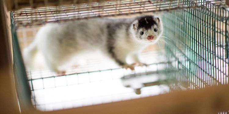 L: Stäng minkfarmerna permanent