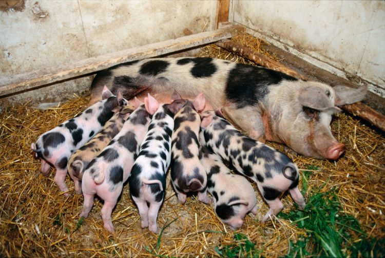 Linderödssvin är en av de gamla svenska lantraserna som omfattas av de nya projektpengarna för utbildning.