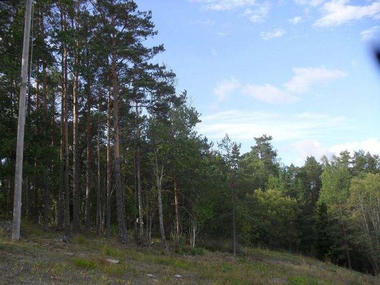 Lista: Här är det bäst att investera i skog