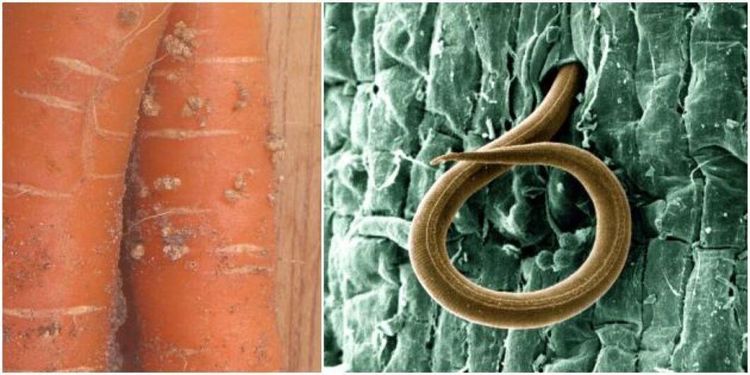 Fortsatt fara för potatis- och morotsdödare