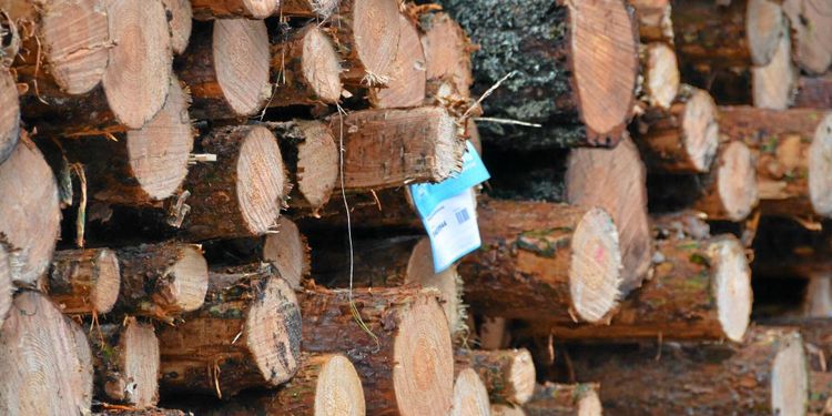 Motigt för Mellanskog