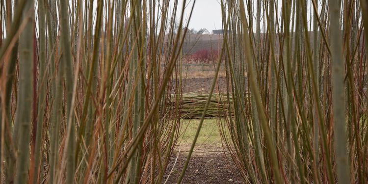 Faktorerna som talar för salix