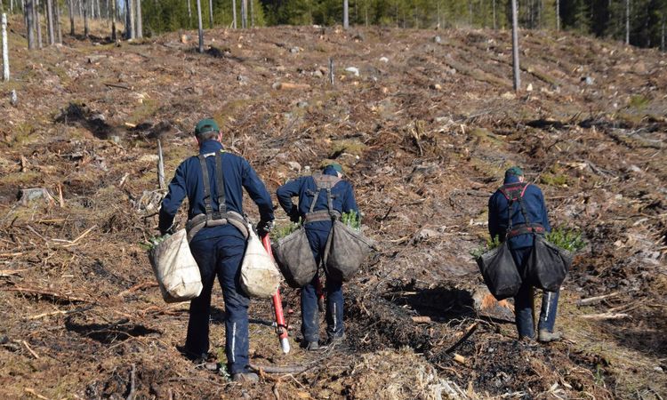 Budgetsatsning ger 608 gröna jobb