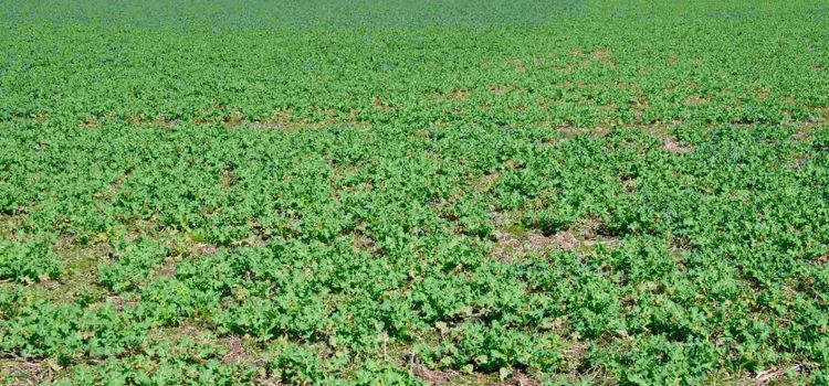 Rekordår i fjol – nu minskar höstrapsen