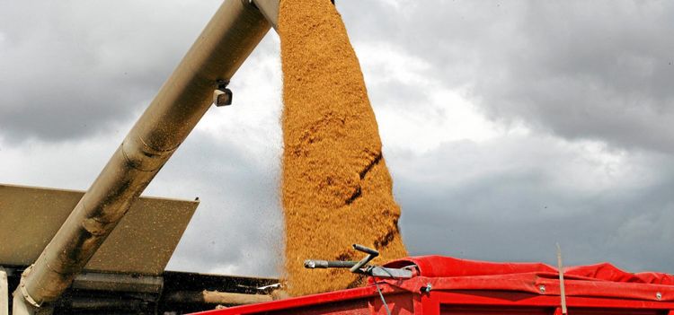 Nu skördas svensk quinoa