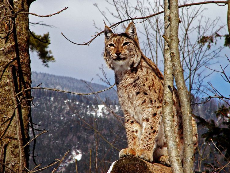 Lodjursjakten inleds 1 mars