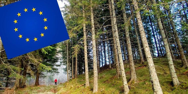 Lägre krav på skogsbruket i förslag för hållbarhetskriterier