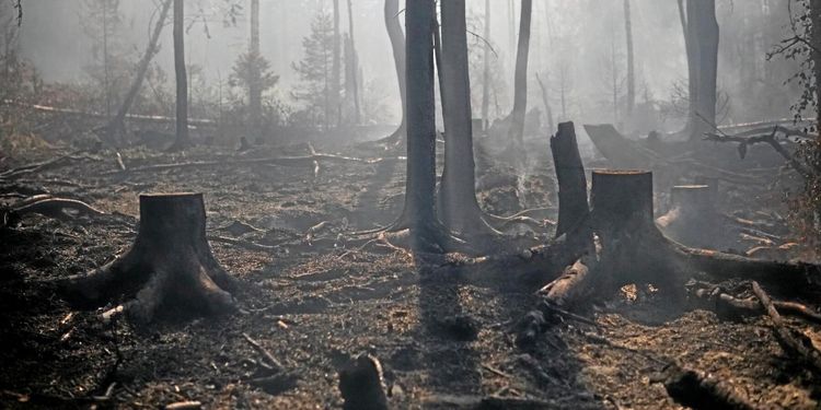 Regeringsbeslut i skogsbrändernas spår