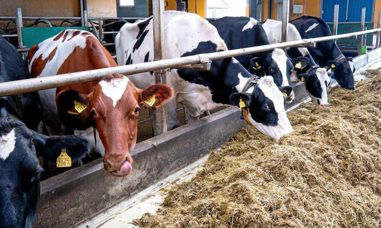 Alger i fodret kan minska utsläpp från kor