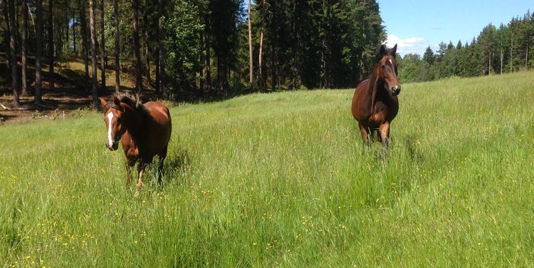 SVA söker hästar som betat i eller i närheten av mjältbrandsutbrottet förra året. Arkivbild.