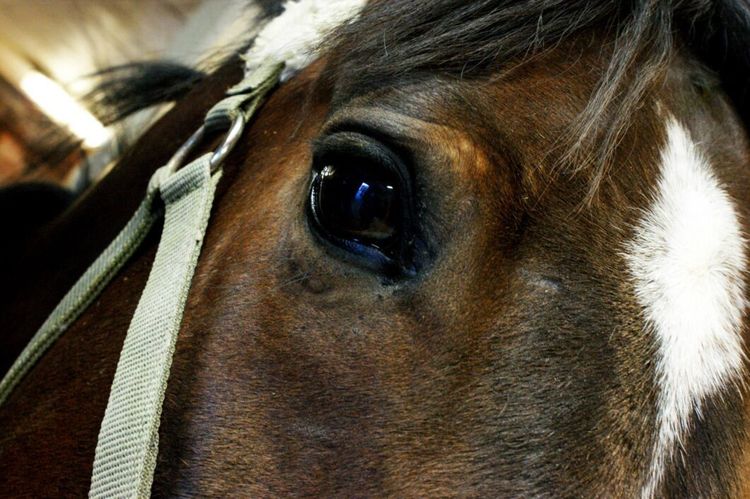 Hästar svalt ihjäl på gård – åtalad frias