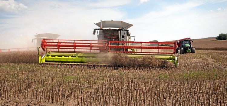 Goda utsikter för rapsskörden i Skåne