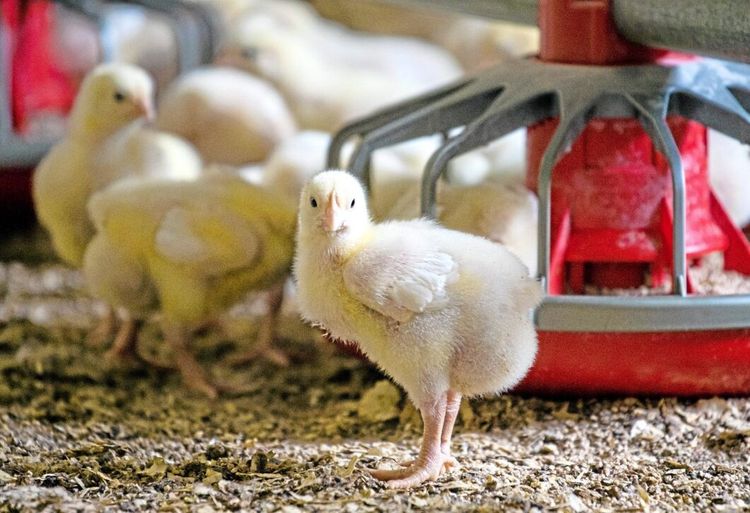 "Kycklingproducenterna överväger att sluta helt"