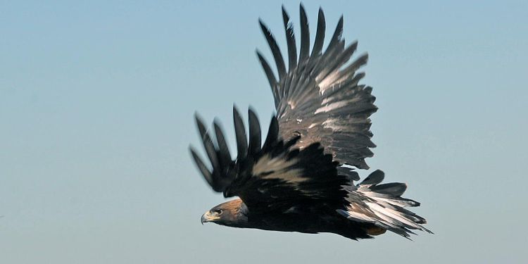 Sänkta anslag till Artdatabanken