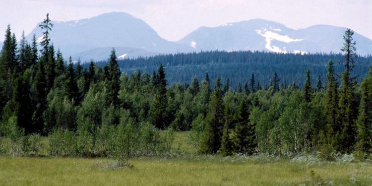 Tummen ner om folkomröstning
