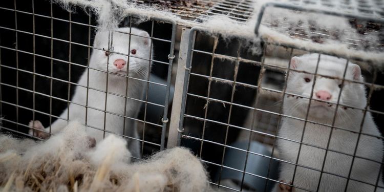 Smittade minkar även i Frankrike