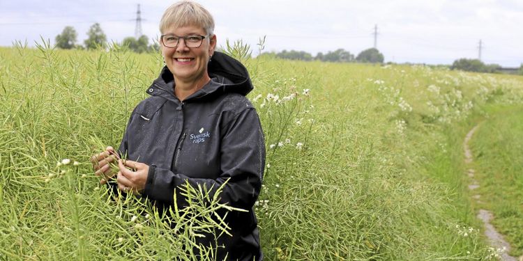 Blandat utfall för höstraps – så ser det ut i landet