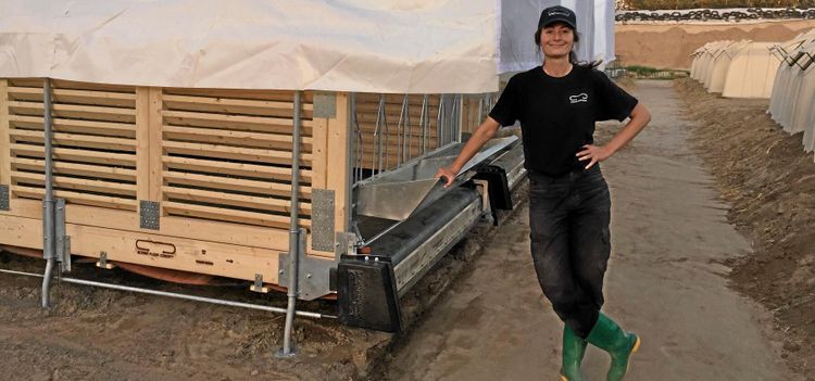 Kinesiska forskare testar svensk kalvbox